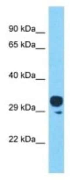 OR4C45 Rabbit anti-Human, Polyclonal, Novus Biologicals:Antibodies:Primary